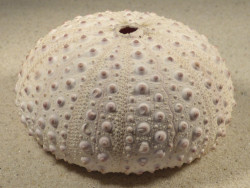 Stomopneustes variolaris MG 9,5cm *unique*