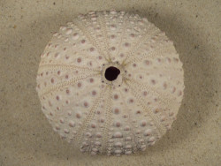 Stomopneustes variolaris MG 9,5cm *unique*