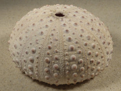 Stomopneustes variolaris MG 9,5cm *unique*