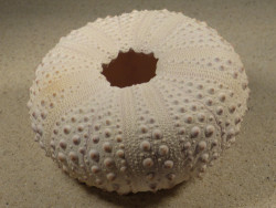 Stomopneustes variolaris MG 9,5cm *unique*