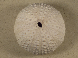 Stomopneustes variolaris MG 9,5cm *unique*