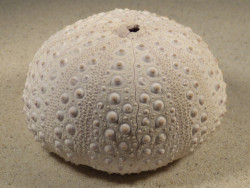 Stomopneustes variolaris MG 9,5cm *unique*