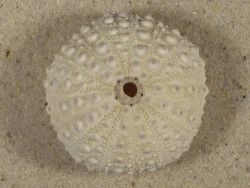 Stomopneustes variolaris PH 4,5cm *unique*