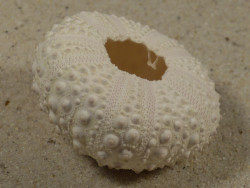 Stomopneustes variolaris PH 4,5cm *unique*
