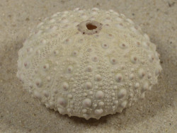 Stomopneustes variolaris PH 4,5cm *unique*