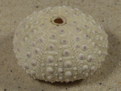 Stomopneustes variolaris PH 3,7cm *unique*