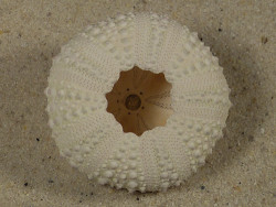 Stomopneustes variolaris PH 3,7cm *unique*