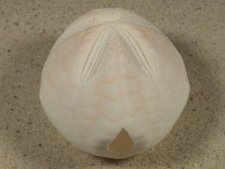 Metalia spatagus *rosa* PH 6,6cm *Unikat*