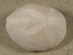 Metalia spatagus *rosa* PH 6,6cm *Unikat*