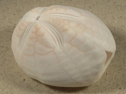 Metalia spatagus *rosa* PH 7,8cm *Unikat*