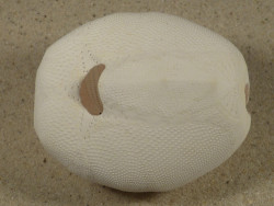 Metalia spatagus *rosa* PH 7,8cm *Unikat*