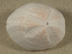 Metalia spatagus *rosa* PH 7,8cm *Unikat*