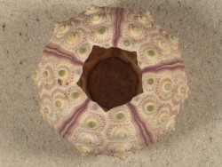 Prionocidaris baculosa PH 6,2cm *unique*