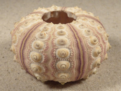 Prionocidaris baculosa PH 6,2cm *unique*
