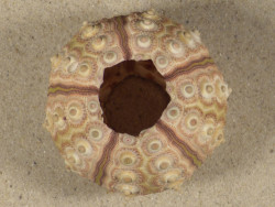 Prionocidaris baculosa PH 6,4cm *unique*