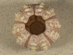 Prionocidaris baculosa PH 6,2cm *unique*