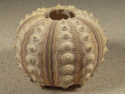 Prionocidaris baculosa PH 6,2cm *unique*