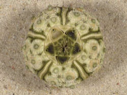 Plococidaris verticillata PH 3,2cm *unique*