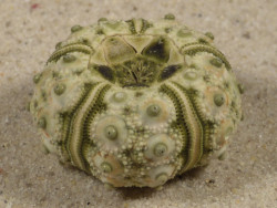 Plococidaris verticillata PH 3,2cm *unique*