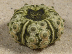 Plococidaris verticillata PH 3,0cm *unique*