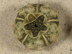 Plococidaris verticillata PH 3,3cm *Unikat*