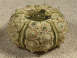 Plococidaris verticillata PH 3,3cm *Unikat*