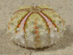 Coelopleurus maculatus PH 2,3cm *unique*