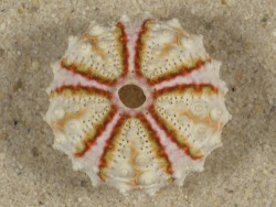 Coelopleurus maculatus PH 2,5cm *Unikat*