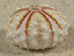 Coelopleurus maculatus PH 2,5cm *Unikat*