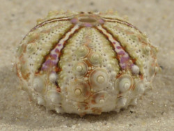 Coelopleurus maculatus PH 2,4cm *unique*