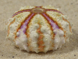 Coelopleurus maculatus PH 2,4cm *Unikat*