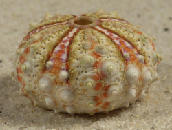 Coelopleurus maculatus PH 2,4cm *unique*