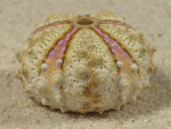 Coelopleurus maculatus PH 2,4cm *unique*