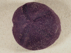 Plesiozonus diomedeae w/spines PH 9,2cm *unique*