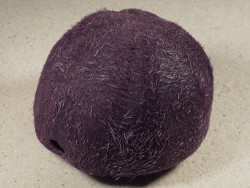 Plesiozonus diomedeae m/Stacheln PH 9,6cm *Unikat*