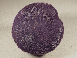 Plesiozonus diomedeae m/Stacheln PH 9,6cm *Unikat*