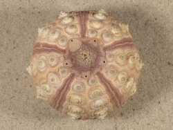 Prionocidaris baculosa *complete* PH 6,2cm *unique*
