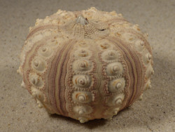 Prionocidaris baculosa *complete* PH 6,2cm *unique*