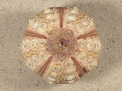 Prionocidaris baculosa *complete* PH 6,2cm *unique*