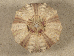 Prionocidaris baculosa *complete* PH 6,2cm *unique*