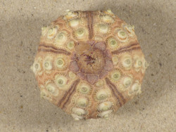 Prionocidaris baculosa *komplett* PH 5,9cm *Unikat*