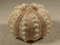 Prionocidaris baculosa *komplett* PH 5,9cm *Unikat*