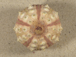 Prionocidaris baculosa *komplett* PH 5,9cm *Unikat*