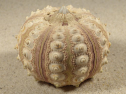 Prionocidaris baculosa *komplett* PH 5,9cm *Unikat*