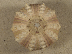 Prionocidaris baculosa *komplett* PH 5,9cm *Unikat*