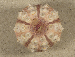 Prionocidaris baculosa *komplett* PH 5,7cm *Unikat*