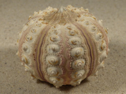 Prionocidaris baculosa *komplett* PH 5,7cm *Unikat*