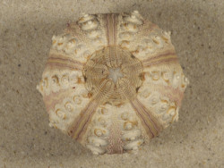 Prionocidaris baculosa *komplett* PH 5,7cm *Unikat*