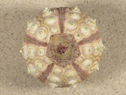 Prionocidaris baculosa *komplett* PH 5,7cm *Unikat*