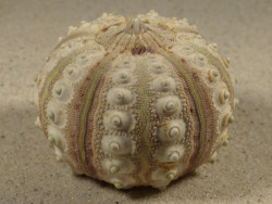Prionocidaris baculosa *komplett* PH 5,7cm *Unikat*